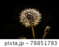 綿毛 78851783