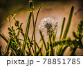 綿毛 78851785