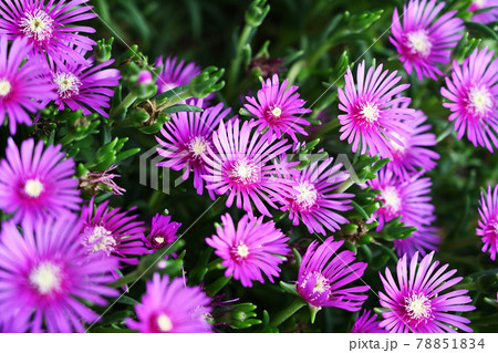 打ち上げ花火 打ち上げ花火 78851834