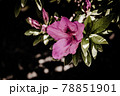 ツツジ 78851901