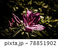 ツツジ 78851902