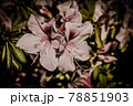 ツツジ 78851903