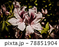 ツツジ 78851904