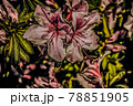 ツツジ 78851905
