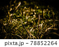 つくしんぼ 78852264