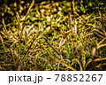 つくしんぼ 78852267