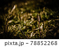 つくしんぼ 78852268