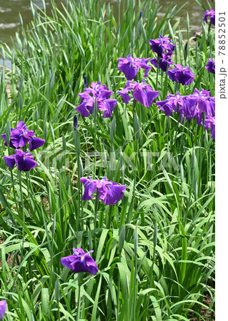 衆華の誉・菖蒲 78852501