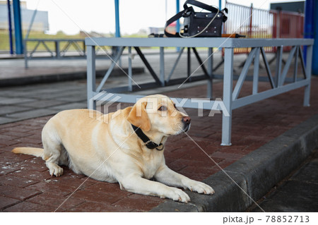 The golden retriever customs dog 78852713