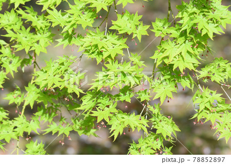 モミジの花 新緑 モミジの花 新緑 78852897