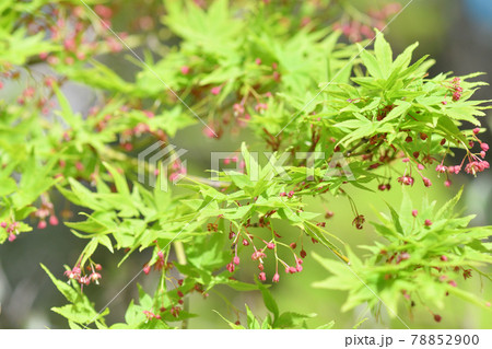 モミジの花 新緑 モミジの花 新緑 78852900