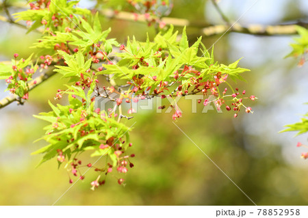 モミジの花 新緑 モミジの花 新緑 78852958