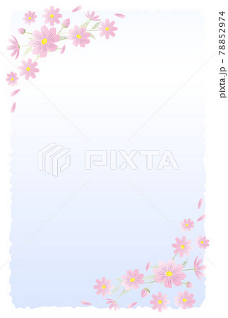 喪中はがき　コスモスの花 78852974
