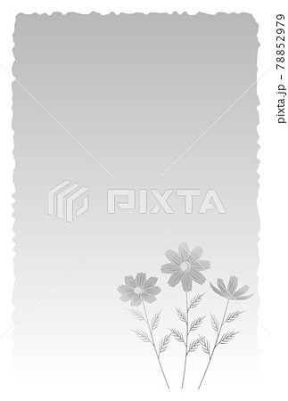 喪中はがき　コスモスの花 78852979