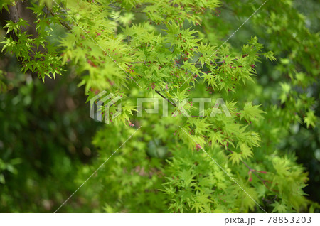 モミジの花 新緑 モミジの花 新緑 78853203