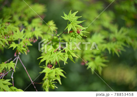 モミジの花 新緑 モミジの花 新緑 78853458