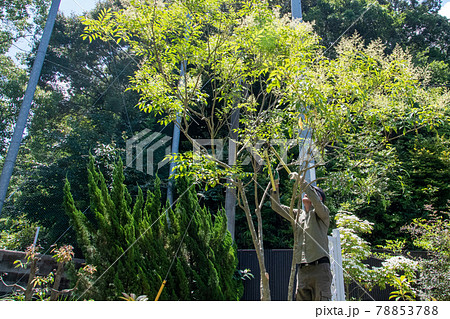 庭の手入れ　住宅地　エクステリア 78853788