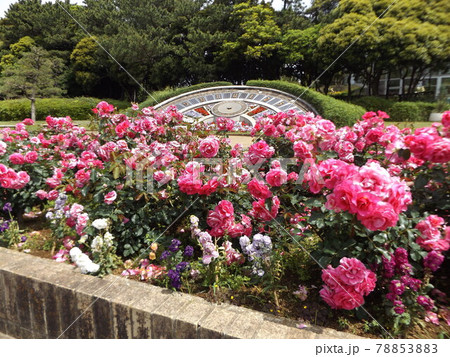 稲毛海浜公園の日時計前の桃色のバラの花 78853883