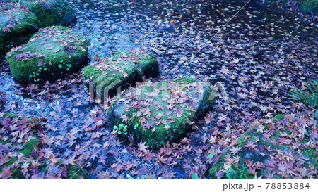 紅葉落ち葉 紅葉落ち葉 78853884