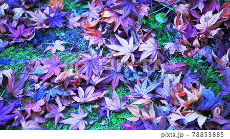 紅葉落ち葉 78853885