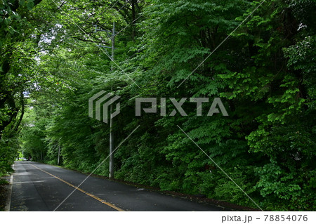 各務原パークウェイの新緑の道 各務原パークウェイの新緑の道 78854076