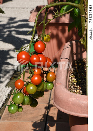 家庭菜園　プランター栽培の赤いミニトマト 78854368