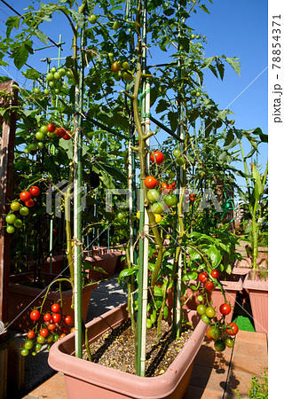家庭菜園でプランター栽培のカラフルミニトマトの写真素材