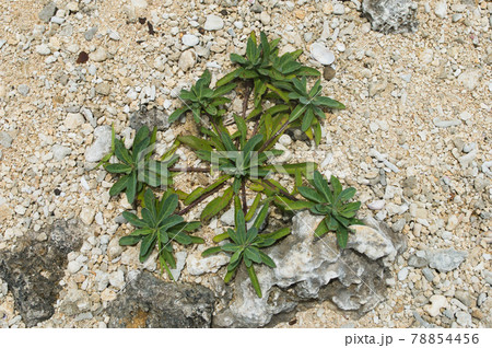 海岸に生育するホソバワダン 海岸に生育するホソバワダン 78854456
