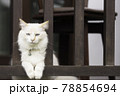 A white cat was relaxing on the wooden balcony  78854694