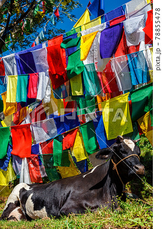 Cow under Buddhist prayer flags on kora around Tsuglagkhang complex. McLeod Ganj, Himachal Pradesh, India Cow under Buddhist prayer flags on kora around Tsuglagkhang complex. McLeod Ganj, Himachal Pradesh, India 78855478