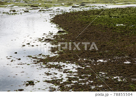 Low Summer Tide at a River Estuaryの写真素材 [78855504] - PIXTA