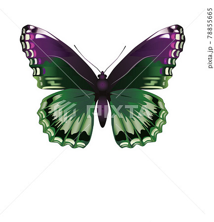 イラスト素材 蝶々のイラスト素材 イラスト素材 蝶々のイラスト素材