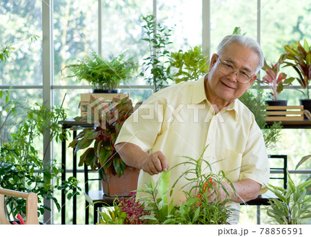 The retired grandfather spent the holidays taking care of the indoor garden. The morning atmosphere in the greenhouse planting room. The retired grandfather spent the holidays taking care of the indoor garden. The morning atmosphere in the greenhouse planting room. 78856591