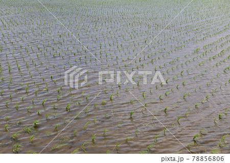 苗を植えたばかりの田んぼと風 78856806