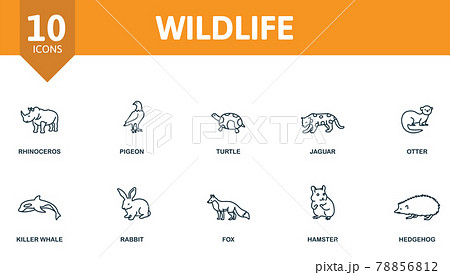 Wildlife icon set. Contains editable icons wild animals theme such as rhinoceros, turtle, otter and more. Wildlife icon set. Contains editable icons wild animals theme such as rhinoceros, turtle, otter and more. 78856812