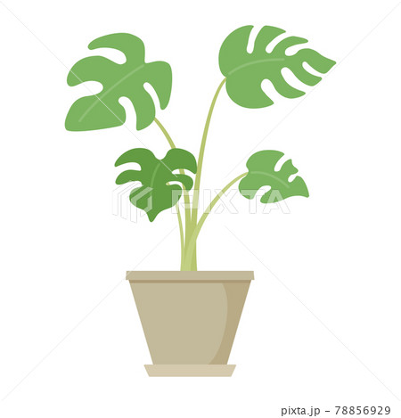 モンステラの鉢のイラスト モンステラの鉢のイラスト 78856929