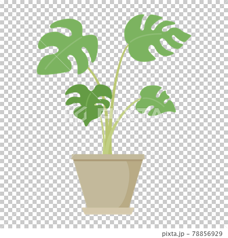 モンステラの鉢のイラスト モンステラの鉢のイラスト 78856929