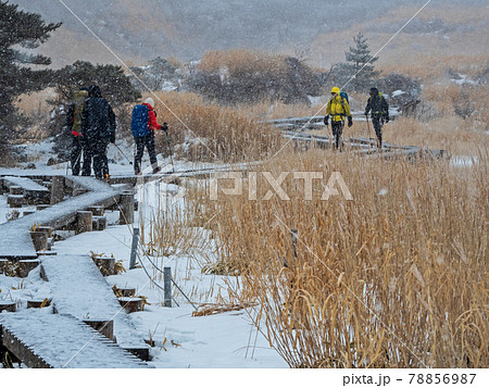 冬、深々と雪の降る中、九重山の雨ヶ池の木道を歩く登山者 冬、深々と雪の降る中、九重山の雨ヶ池の木道を歩く登山者 78856987