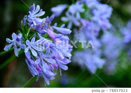 アガパンカス アガパンカス 78857023