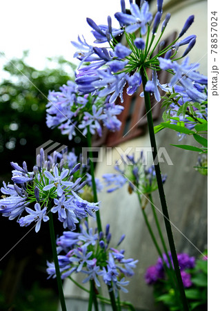 アガパンカス アガパンカス 78857024