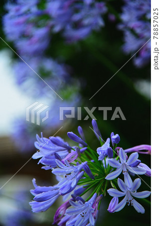 アガパンカス アガパンカス 78857025