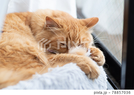 猫の寝顔 茶トラ猫 猫の寝顔 茶トラ猫 78857036