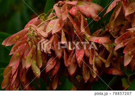 ニワウルシの樹と水滴 78857207