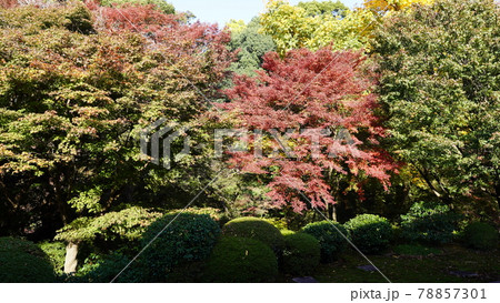 色とりどりに紅葉した木々 色とりどりに紅葉した木々 78857301