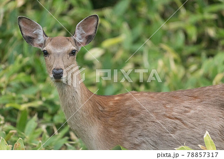 知床の雌鹿 78857317