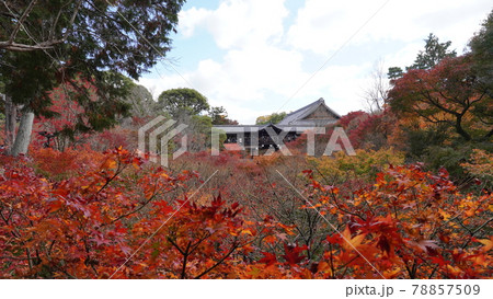 京都の東福寺の紅葉 京都の東福寺の紅葉 78857509