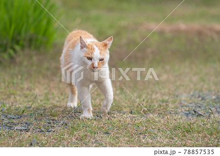 歩く猫 茶白猫 歩く猫 茶白猫 78857535