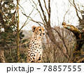 不安そうに遠くを眺めるチーター（アップ） 78857555