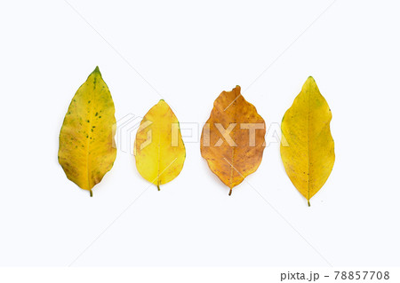 Dry leaves on white background Dry leaves on white background 78857708