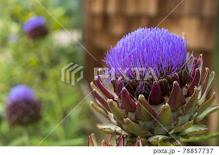 アーティチョークの花の写真素材